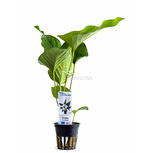 Anubias hastifolia en pot