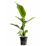 Anubias heterophylla en pot
