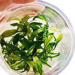 Anubias barteri var. Glabra in vitro