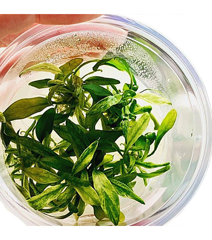 Anubias barteri var. Glabra in-vitro