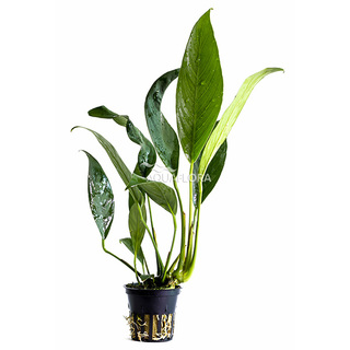 Anubias afzelii en pot