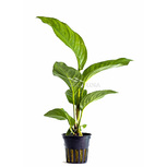 Anubias heterophylla en pot