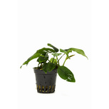 Anubias barteri var. nana 'Bolang' en pot