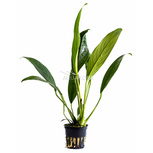 Anubias afzelii en pot