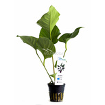 Anubias hastifolia en pot