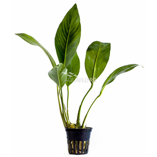 Anubias congensis en pot