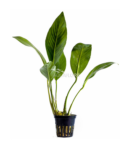 Anubias congensis en pot