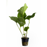 Anubias hastifolia en pot