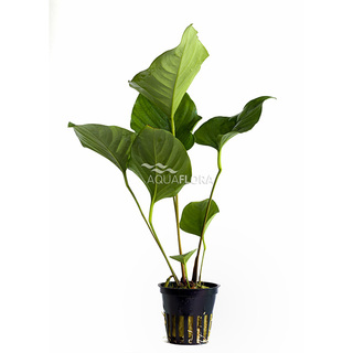 Anubias hastifolia en pot