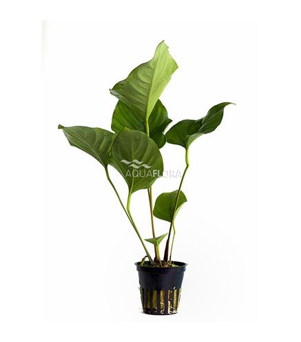 Anubias hastifolia en pot