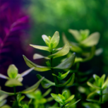 Bacopa Sp Colorata en pot