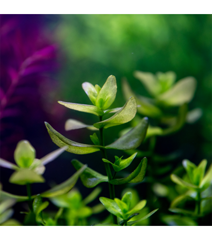 Bacopa Sp Colorata en pot