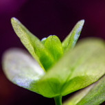 Bacopa Sp Colorata en pot