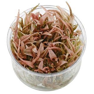 Cryptocoryne wendtii ´Pink Panther' in vitro