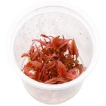 Cryptocoryne wendtii ´Pink Panther' in vitro