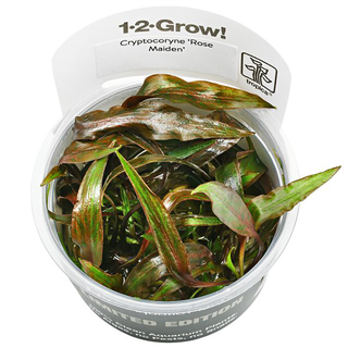 Cryptocoryne rose Maiden in vitro
