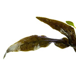 Cryptocoryne wendtii 'Mi Oya' in vitro 