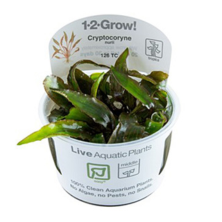 Cryptocoryne nurii  in vitro  1-2 Grow!