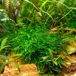 Taxiphyllum sp. 'Giant'  in vitro