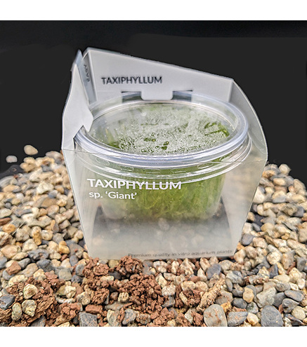 Taxiphyllum sp. 'Giant' -  in vitro