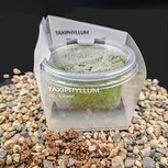 Taxiphyllum sp. 'Giant'  in vitro