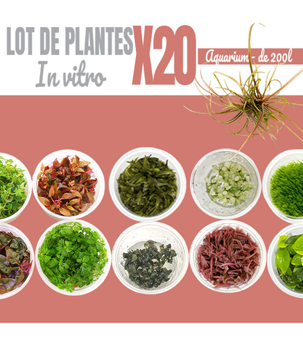 Lot de 20 plantes aquarium In-vitro
