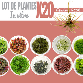 Lot de 20 plantes aquarium In vitro