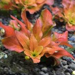 Lot de 5 plantes aquarium In vitro