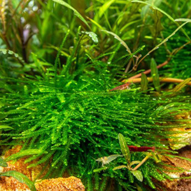 10 plantes pour aquarium d'eau douce - Types et soins
