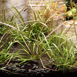 Lot de 3 plantes In vitro pour wabi-Kusa