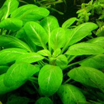 Lot de 3 plantes In vitro pour wabi-Kusa