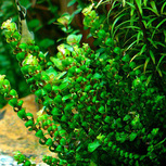 Lot de 20 plantes aquarium In vitro
