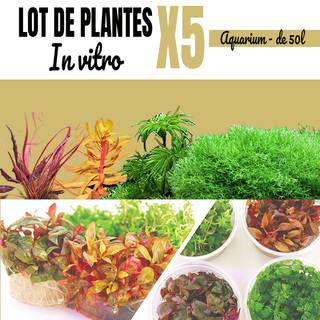 Lot de 5 plantes aquarium In vitro