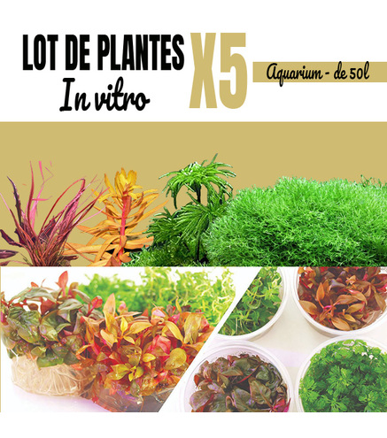 Lot de 5 plantes aquarium In-vitro