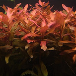 Lot de 5 plantes aquarium In-vitro
