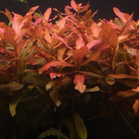 Lot de 5 plantes aquarium In vitro