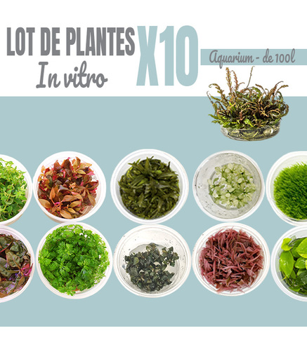 Lot de 10 plantes aquarium In-vitro