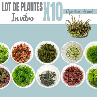 Lot de 10 plantes aquarium In vitro