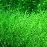 Lot de 3 plantes In vitro pour wabi-Kusa