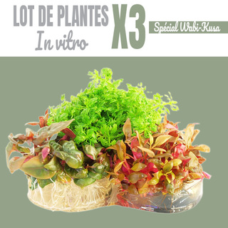 Lot de 3 plantes In vitro pour wabi-Kusa