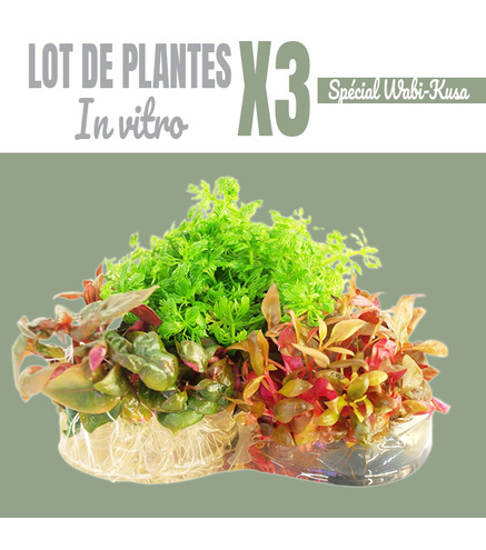 Lot de 3 plantes In vitro pour wabi-Kusa