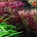 Lot de 5 plantes aquarium In vitro