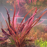 Lot de 20 plantes aquarium In vitro