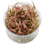 Lot de 20 plantes aquarium In vitro