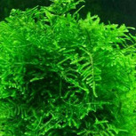 Lot de 3 plantes In vitro pour wabi-Kusa