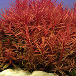 Lot de 5 plantes aquarium In vitro