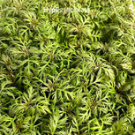 Hyptis Laciniata en pot
