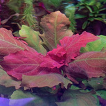 Hygrophila difformis Red en pot