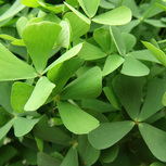 Marsilea angustifolia en pot