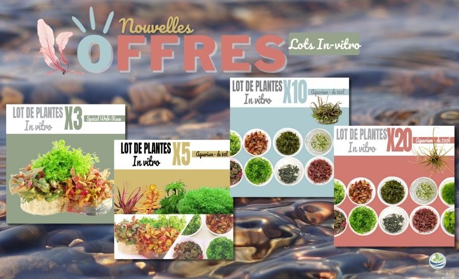 lots de plantes in-vitro